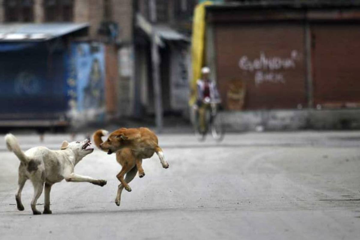 street Dogs