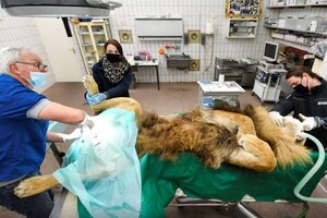 കഴിഞ്ഞ വർഷം ജനിച്ചത് 5 കുഞ്ഞുങ്ങൾ; 'തോറിന്' വന്ധ്യംകരണം നടത്തി മൃഗശാല അധികൃതർ