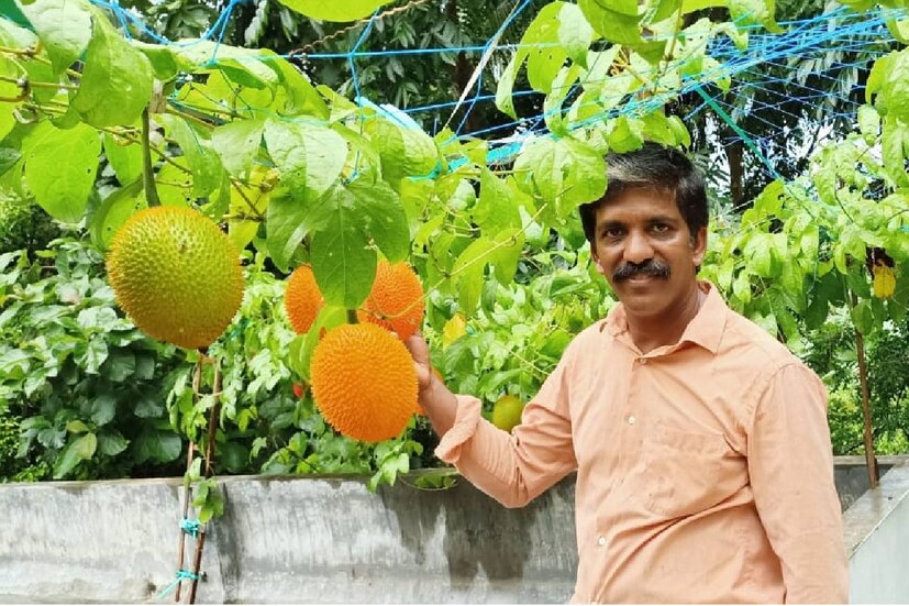  തെക്കുകിഴക്കൻ രാജ്യങ്ങളിലെ ഗാക്ക് പഴം കേരളത്തിലും വിളയിച്ചിരിക്കുകയാണ് അങ്കമാലി അമലാപുരം സ്വദേശി ജോജോ. ഒരു കിലോയോളം തൂക്കം വരുന്ന ഗാക്ക് പഴം ഏറെ ഔഷധ ഗുണമുള്ളതാണ്. വാണിജ്യാടിസ്ഥാനത്തിൽ കൃഷി വിപുലമാക്കാണ് ജോജോയുടെ തീരുമാനം.