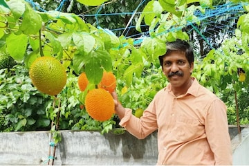 വേണമെങ്കിൽ ഗാക്ക് പഴം അങ്കമാലിയിലും കായ്ക്കും; ജോജോയുടെ പരീക്ഷണം വിജയം വേണമെങ്കിൽ ഗാക്ക് പഴം അങ്കമാലിയിലും കായ്ക്കും; ജോജോയുടെ പരീക്ഷണം വിജയം