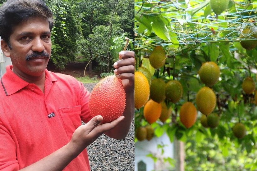  ഫ്രൂട്ട്സ് ഓഫ് ഹെവൻ എന്നാണ് വിയറ്റ്നാമുകാർ ഈ പഴത്തെ വിശേഷിപിക്കുന്നത്. വൈക്കത്തു നിന്ന് ലഭിച്ച വിത്ത് ജോജോ നട്ടു നനച്ചു. ഏറെ ഔഷധ ഗുണമുള്ള ഗാക്ക് പഴം വിളയാൻ കേരളത്തിലെ മണ്ണും കാലാവസ്ഥയും ഏറെ അനുയോജ്യമാണെന്നാണ് ജോജോയുടെ പക്ഷം.