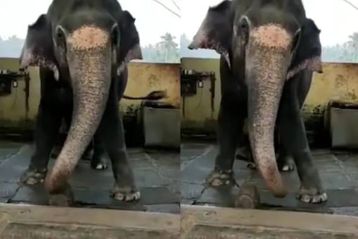 elephant dance