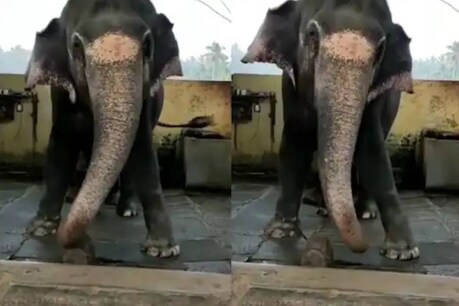 Viral Video | 'നമോ നമോ ശങ്കര'; തുമ്പിക്കൈ ആട്ടി ബോളിവുഡ് പാട്ടിന് ചുവടുവച്ച് ഒരു ആന Viral Video | 'നമോ നമോ ശങ്കര'; തുമ്പിക്കൈ ആട്ടി ബോളിവുഡ് പാട്ടിന് ചുവടുവച്ച് ഒരു ആന