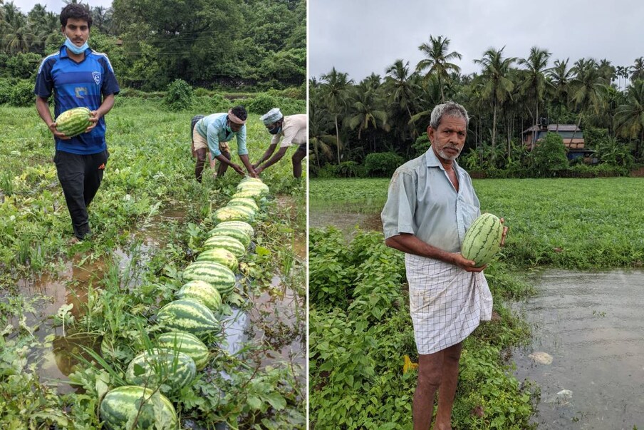  വേങ്ങര കൂരിയാട് പാടശേഖരത്തിൽ വിളഞ്ഞു കിടക്കുന്ന തണ്ണിമത്തൻ പറിച്ചെടുക്കുമ്പോൾ കൃഷി ഇറക്കിയ ജാഫറിനും ഷബീറലിക്കും നാരായണനും ശങ്കരനുമൊക്കെ സാധാരണ രീതിയിൽ ഉള്ള് കുളിരേണ്ടത് ആണ്. കാരണം വിളഞ്ഞു കിടക്കുന്ന തണ്ണിമത്തൻ ഒരെണ്ണം തന്നെ ആറേഴ് കിലോ വരും. മിക്ക തണ്ണിമത്തനും നല്ല തൂക്കം ഉണ്ട്.