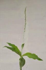 അന്താരാഷ്ട്ര ജൈവവൈവിധ്യദിനം; വയനാട്ടില്‍ നിന്നും പുതിയ ഇനം ഓര്‍ക്കിഡ്