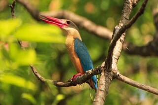 birds