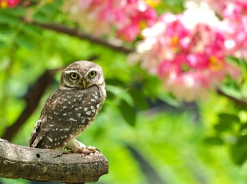 ലോക്ക്ഡൗൺ തുണയായത് പക്ഷികൾക്ക്, മലിനീകരണം 60% കുറഞ്ഞ ബംഗളൂരൂവിൽ പക്ഷികൾ മടങ്ങിയെത്തുന്നു