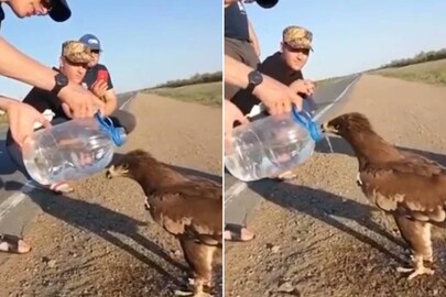 Eagle drinking water | Image credit: Twitter
Eagle drinking water | Image credit: Twitter