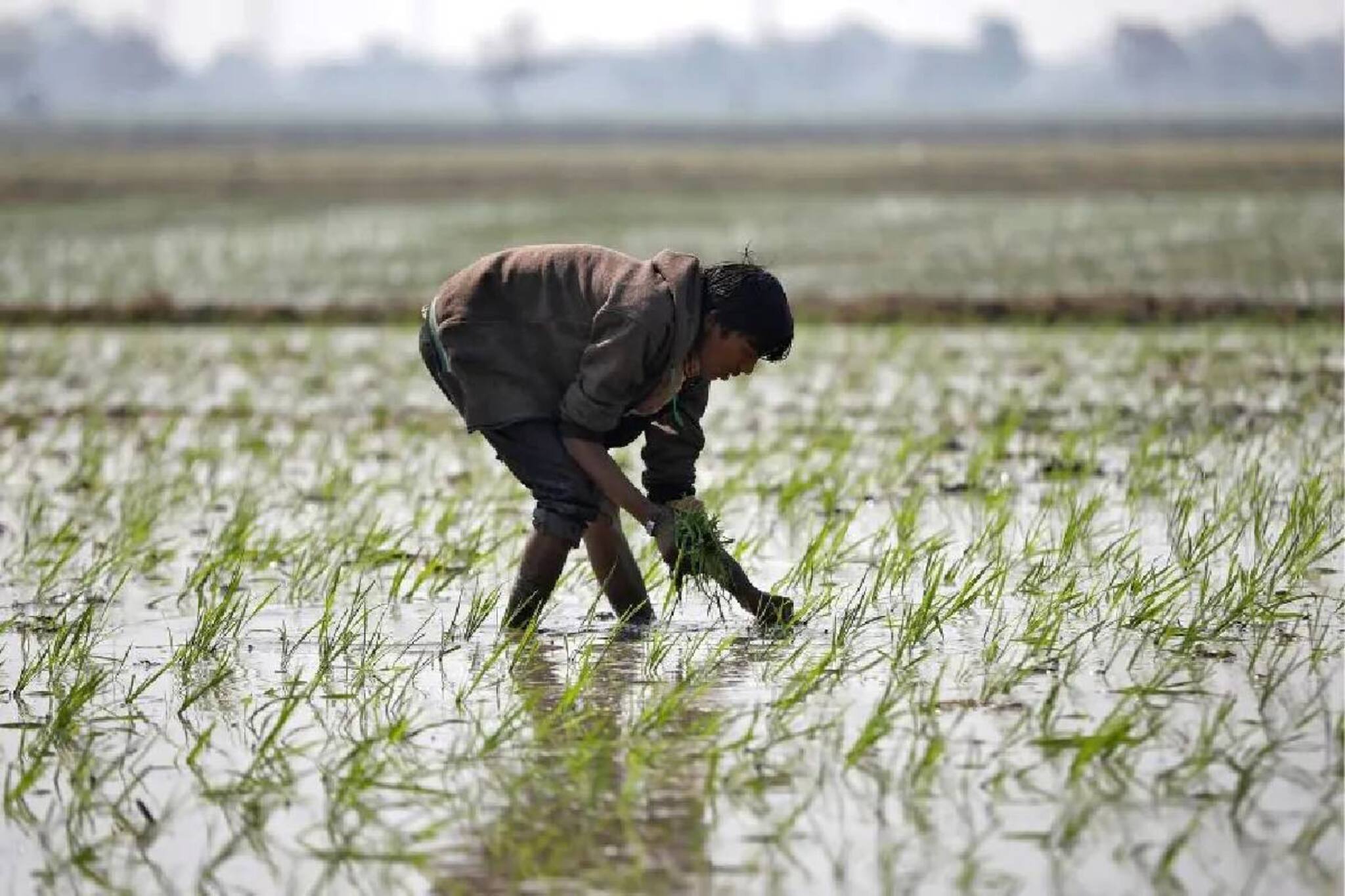 പ്രധാനമന്ത്രി കിസാൻ പദ്ധതി: 19,000 കോടി രൂപ ഇന്ന് കർഷകരുടെ അക്കൗണ്ടിൽ എത്തുമെന്ന് കേന്ദ്രം