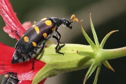 Blister_beetle