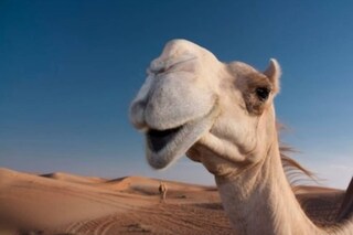 Camel 