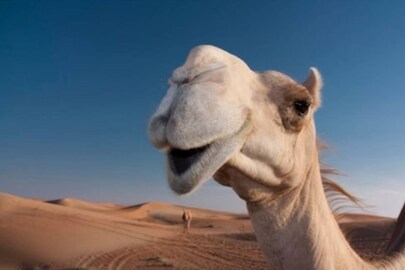 Camel 