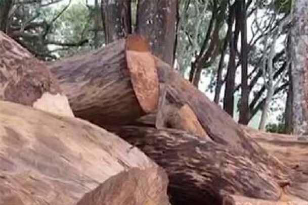 മുട്ടിൽ മരം മുറി കേസ്: കേന്ദ്ര സർക്കാർ ഇടപെടൽ ആവശ്യപ്പെട്ട് ബി.ജെ.പി സംസ്ഥാന നേതൃത്വം