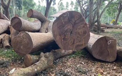 Muttil_Tree_Row
