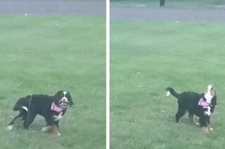 (Credit: Reddit/Screengrab)