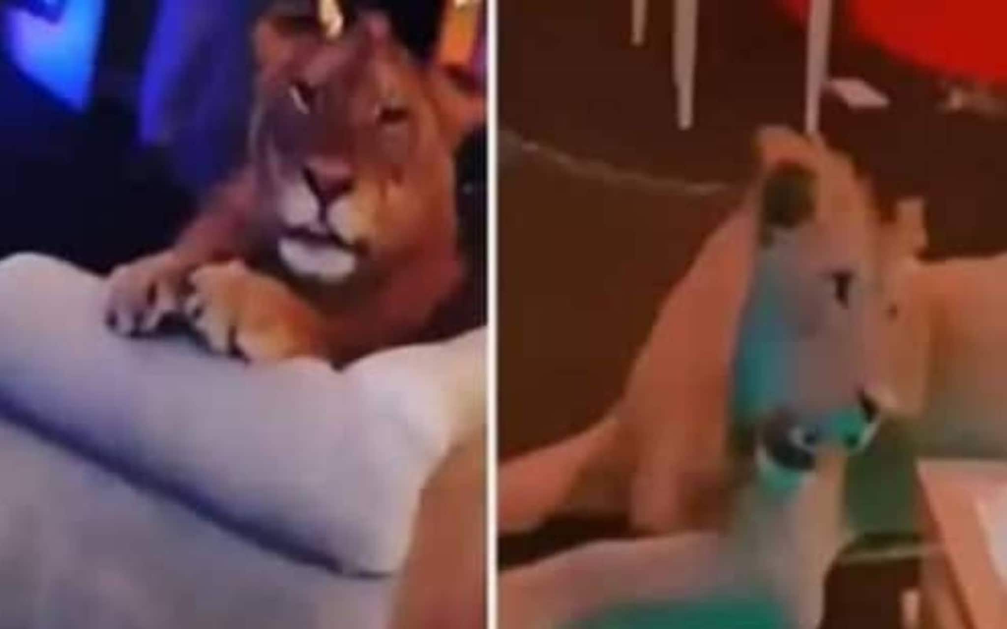 ജന്മദിന ആഘോഷത്തിന് പാതി മയക്കിയ സിംഹവും; പാക് സോഷ്യൽ മീഡിയ താരം വിവാദത്തിൽ