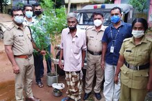 വീട്ടുവളപ്പിൽ വിത്തുപാകി കഞ്ചാവ് കൃഷി; ശിവമൂലിയെന്ന ഔഷധ സസ്യമെന്ന് വീട്ടുടമ