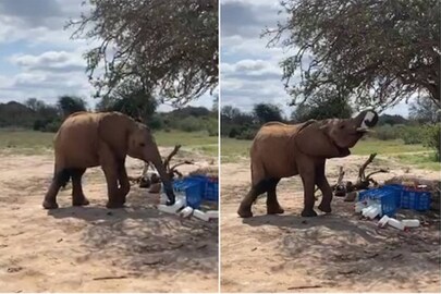 Credits: Twitter/ Sheldrick Wildlife
