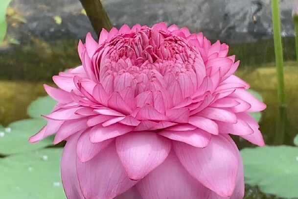 മലപ്പുറത്തും ഇതൾ വിരിഞ്ഞു സഹസ്രദളപത്മം; പൂവിട്ടത് വളാഞ്ചേരി സ്വദേശിയുടെ പരിപാലനത്തിൽ