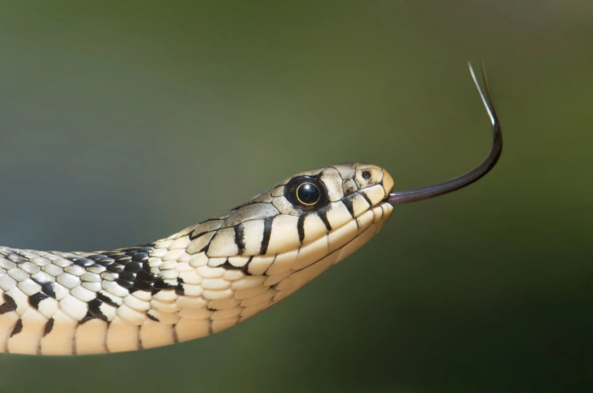 Snake(Reprehensive Image)