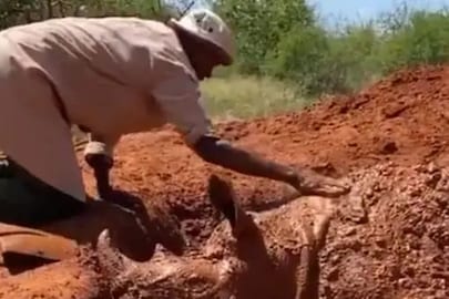  (Credit: Twitter/SheldrickTrust