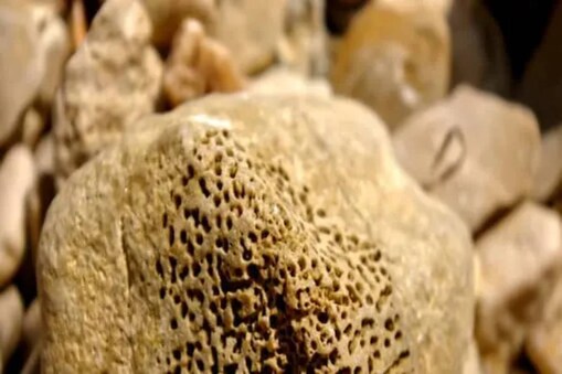 Fossil_Canada