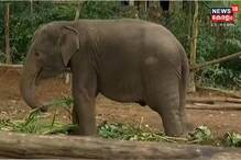 തിരുവനന്തപുരം കാപ്പുകാട് ആന പുനരധിവാസ കേന്ദ്രത്തിൽ ഹെർപിസ് ഭീതി ഒഴിയുന്നു; മൂന്ന് ആനക്കുട്ടികൾ രോഗമുക്തരായി