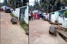 Viral Video|ആരേയും കൂസാതെ റോഡിൽ നടക്കാനിറങ്ങിയ മുതല; പരിഭ്രാന്തരായി നാട്ടുകാർ