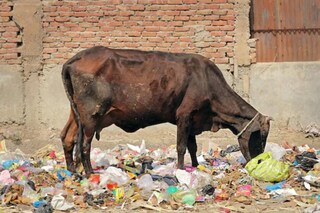 The cow, aged about 3-4 years, had undergone a 4-hour surgery in which all the plastic was removed. (Image for representation/Shutterstock)