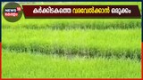 കർക്കിടകത്തെ വരവേൽക്കാൻ ഒരുക്കം; ഞാറ്റുവേല കൃഷിയുടെ തിരക്കിൽ കർഷകർ