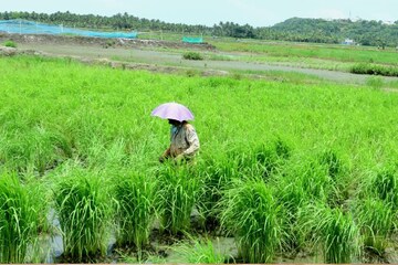 കണ്ണൂരിലെ ഏഴോം വിളിക്കുന്നു; കൈപ്പാട് കൃഷിയെ നേരിട്ടറിയാന്‍