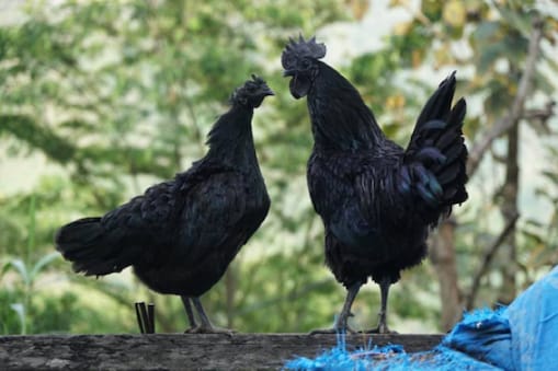 Chicken