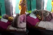 WATCH VIDEO: ഭക്ഷണം നൽകിയ വയോധികയെ ആലിംഗനം ചെയ്ത് കുരങ്ങൻ, വൈറലായി വീഡിയോ
