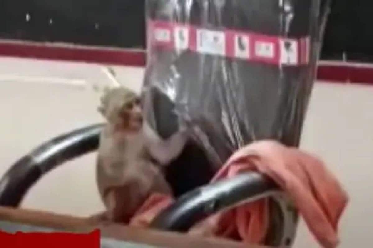 Malayalam News Viral Video Monkey Trespasses On School Sits In Principal S Chair Monkey Takes A Comfortable Seat In The Chair Of School Principal And Video Goes Viral News18 Kerala