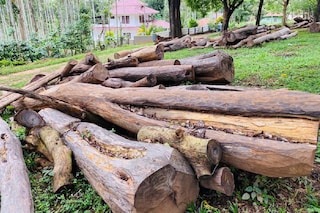 muttil tree felling case