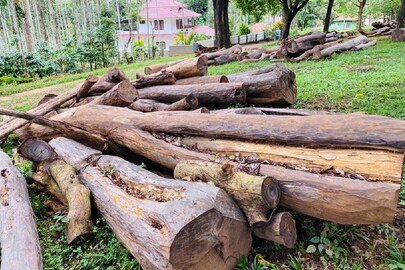 muttil tree felling case
