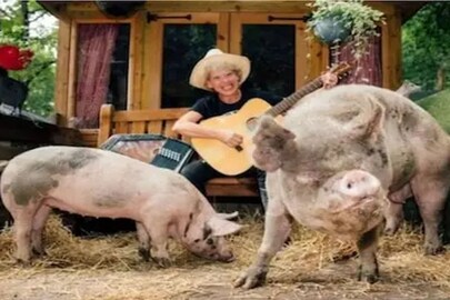 At Huddersfield Woods Sanctuary musicians perform while sitting among pigs.