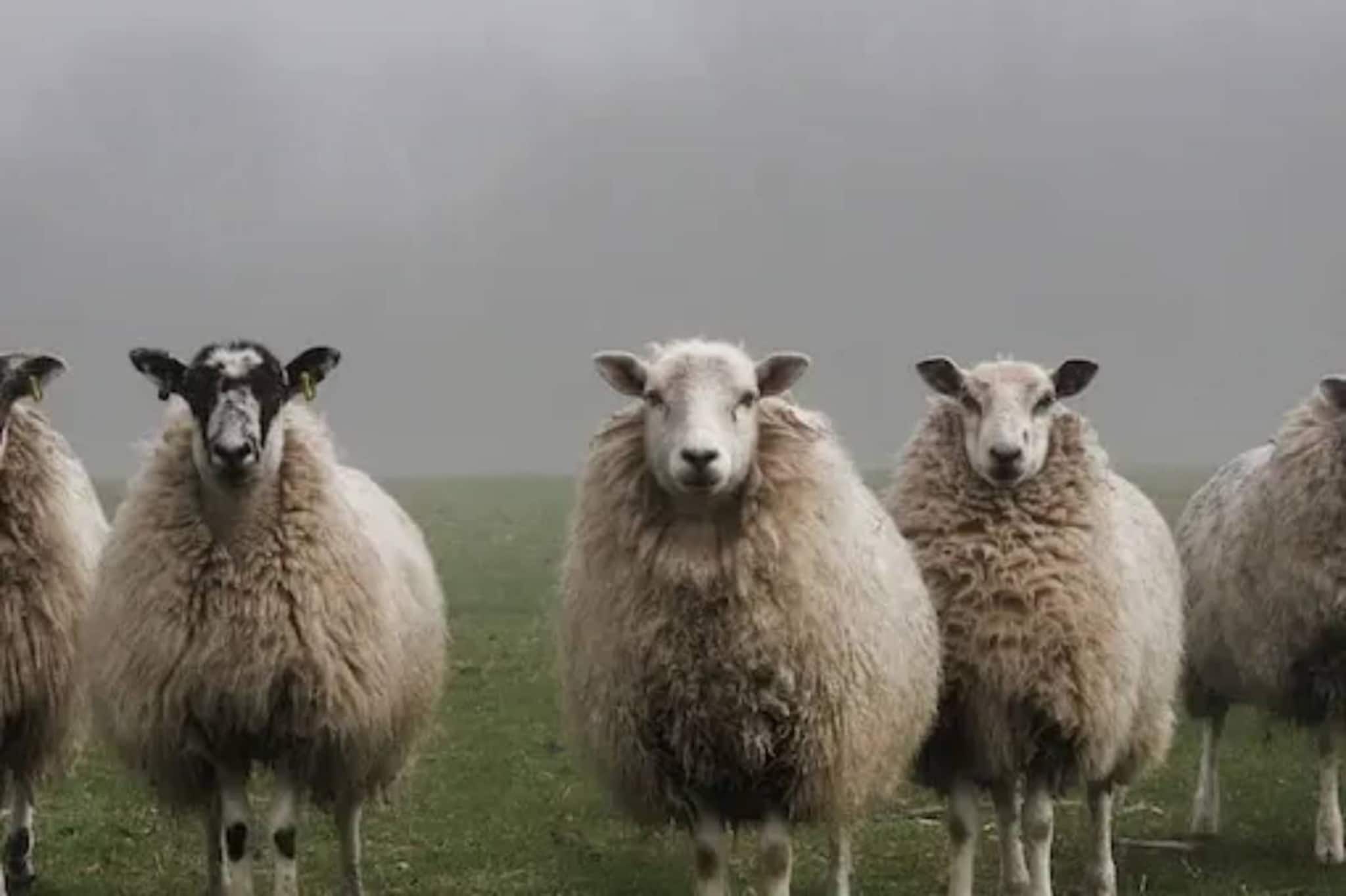 ഈ ശ്മശാനത്തിലെ പഴയ കല്ലറകൾ കണ്ടെത്തുന്ന ജോലി ചെയ്യുന്നത് ആടുകൾ, സംഭവം ഇങ്ങനെ!