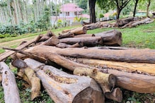 കോഴിക്കോട്ടും മരംകൊള്ള; അറിഞ്ഞില്ലെന്ന് വനം വകുപ്പ്