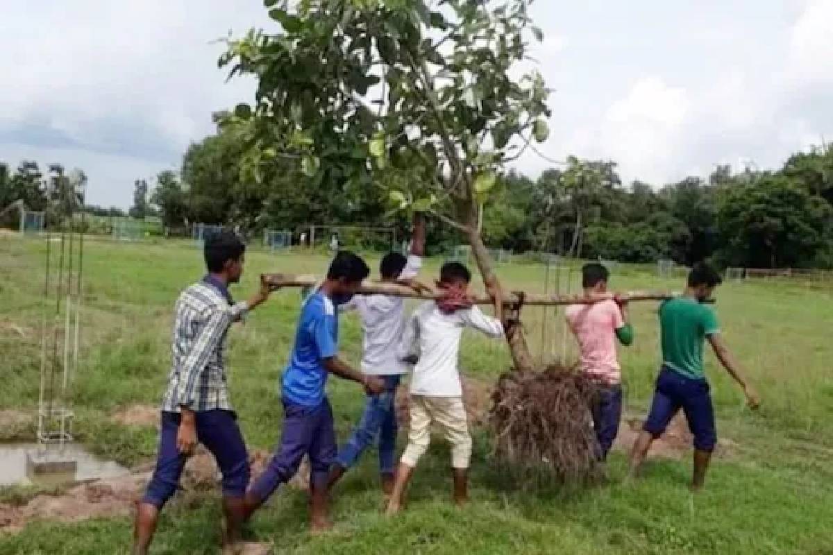 പിഴുതു വീണ മരം വീണ്ടും നടാൻ കൊണ്ടുപോകുന്ന ചെറുപ്പക്കാർ