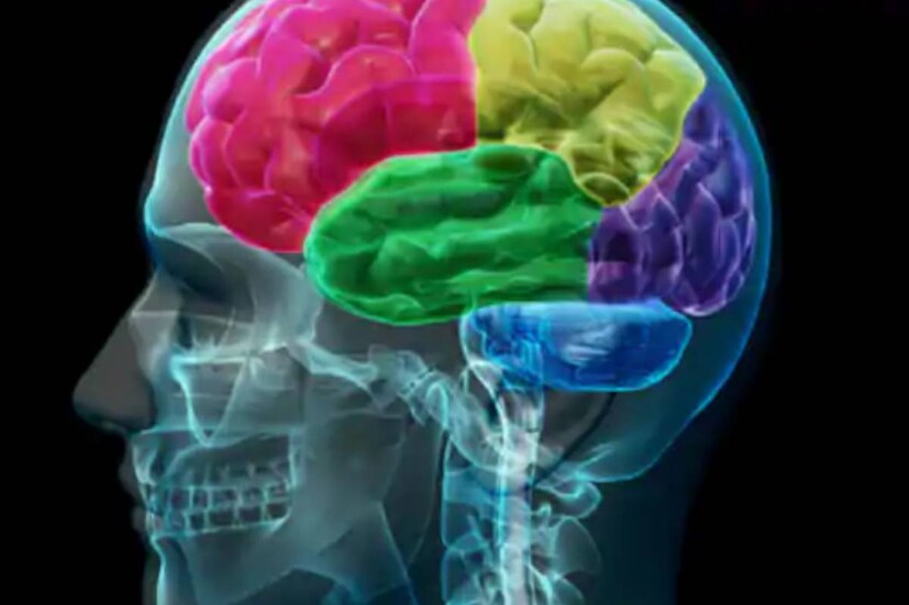  എന്നിരുന്നാലും, കൂടുതൽ വികസിതമായ സോമാറ്റോസെൻസറി കോർട്ടെക്‌സ് കൂടുതൽ ലൈംഗിക ബന്ധത്തിന് പ്രേരിപ്പിക്കുമോ, അല്ലെങ്കിൽ കൂടുതൽ ലൈംഗികബന്ധം ആ മസ്തിഷ്ക മേഖലയെ വികസിപ്പിച്ചെടുക്കുമോ എന്ന് സ്ഥിരീകരിക്കാൻ ഗവേഷണത്തിന് കഴിഞ്ഞില്ല