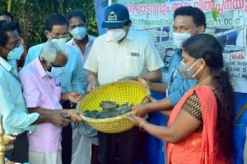 ഒരു കൂട്ടില്‍ നിന്നും 600 കിലോ കരിമീന്‍; കോവിഡ് പ്രതിസന്ധിയില്‍ തുണയായി കൂടുമത്സ്യകൃഷി