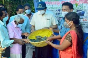 ഒരു കൂട്ടില് നിന്നും 600 കിലോ കരിമീന്; കോവിഡ് പ്രതിസന്ധിയില് തുണയായി കൂടുമത്സ്യകൃഷി ഒരു കൂട്ടില് നിന്നും 600 കിലോ കരിമീന്; കോവിഡ് പ്രതിസന്ധിയില് തുണയായി കൂടുമത്സ്യകൃഷി