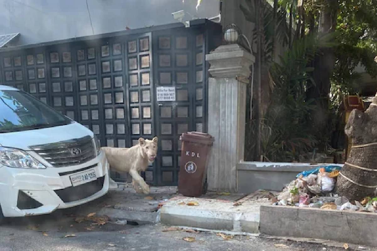 ഒരു സിംഹം അലയുന്ന വീട്; സിംഹത്തെ വളർത്തിയതിനെതിരെ വിമർശനവുമായി സോഷ്യൽ മീഡിയ