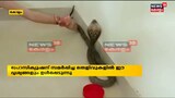 Video | ഉത്ര കേസിൽ മൂർഖൻ പാമ്പിനെ കൊണ്ട് കടിപ്പിച്ച് ഡമ്മി പരിശോധന