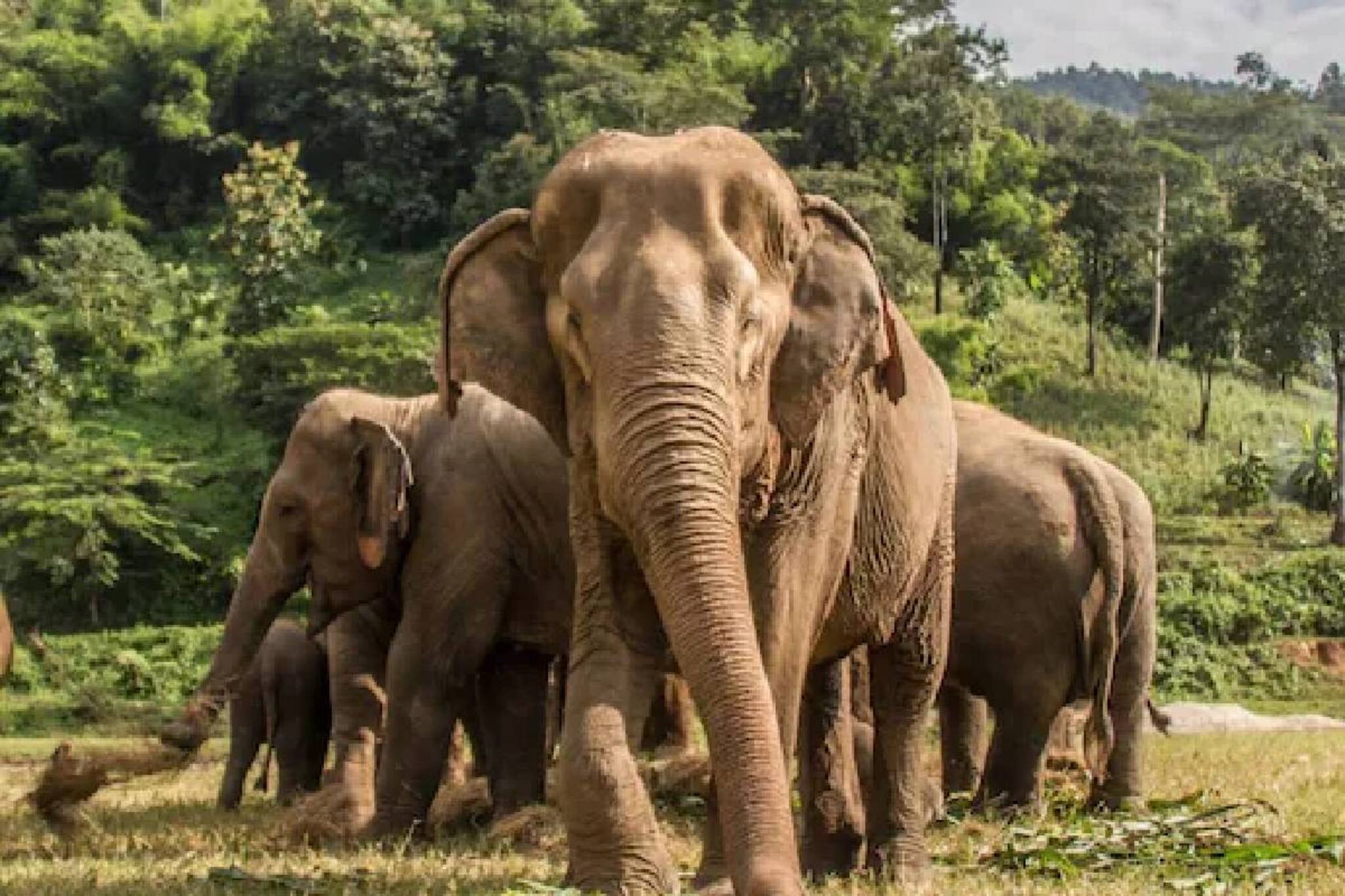 കണ്ണൂരില്‍ കള്ള് ചെത്ത് തൊഴിലാളി കാട്ടാനയുടെ ചവിട്ടേറ്റ് ഒരാള്‍ മരിച്ചു