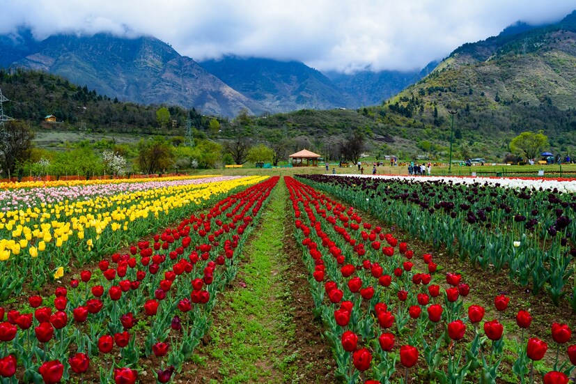 KASHMIR: Kashmir, one of the most magnificent destinations in India, is recognised for its natural beauty and is hence appropriately referred to as "Heaven on Earth." With its beautiful lakes, luscious fruit orchards, green meadows, pine and deodar woods, all surrounded by mountains of the Himalayan and Pir-Panjal ranges, Kashmir appears to have stepped right out of a postcard. (Image: Shutterstock)