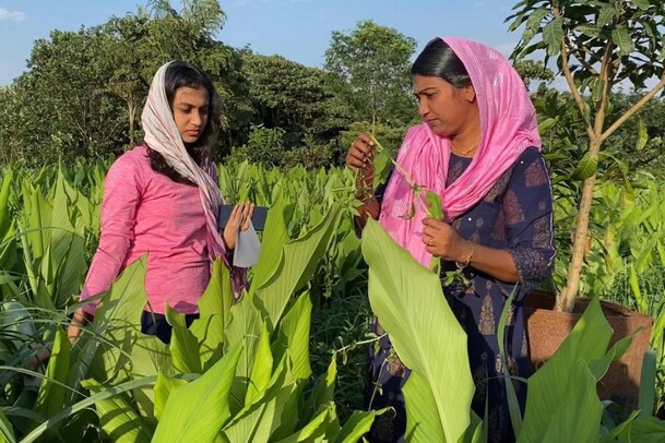 മലപ്പുറത്തെ കൂവ കൊണ്ടുപോകാന്‍ അമേരിക്ക; മഞ്ഞളിന് ബംഗളൂരുവിലെ കമ്പനി
