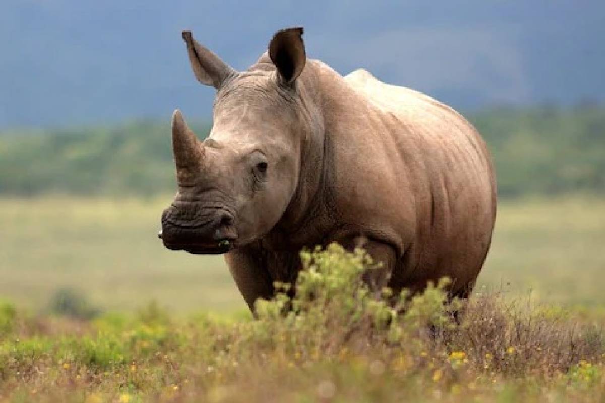 World Rhino Day 2021: വംശനാശഭീഷണി നേരിടുന്ന കാണ്ടാമൃ​ഗങ്ങൾ; നിങ്ങൾക്കറിയാത്ത കാര്യങ്ങൾ