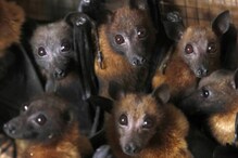 Nipah | കോഴിക്കോട് പ്രദേശങ്ങളിൽ നിന്നുള്ള രണ്ടിനം വവ്വാലുകളിൽ നിപ ആന്റിബോഡി